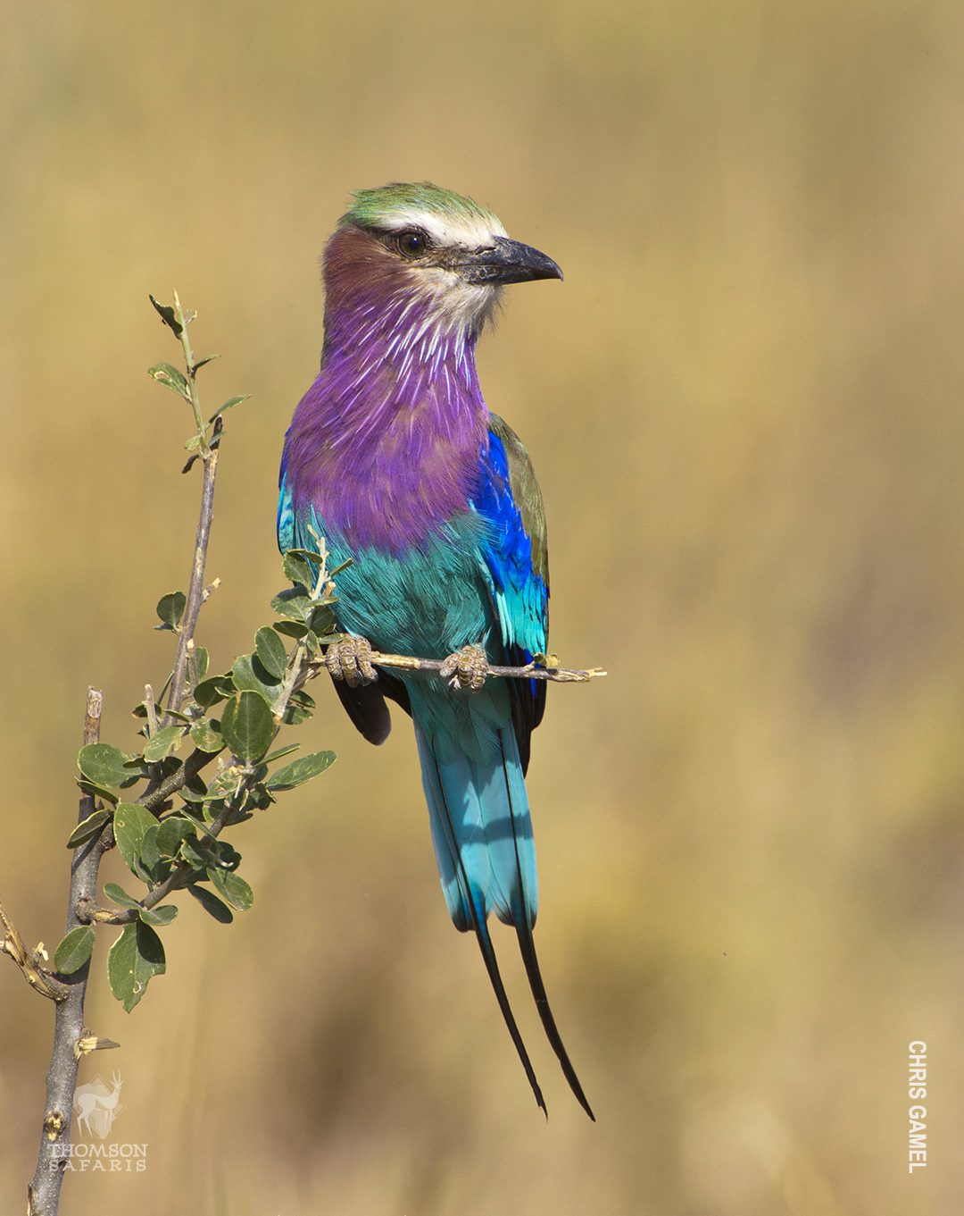 lilac breasted roller in tanzania