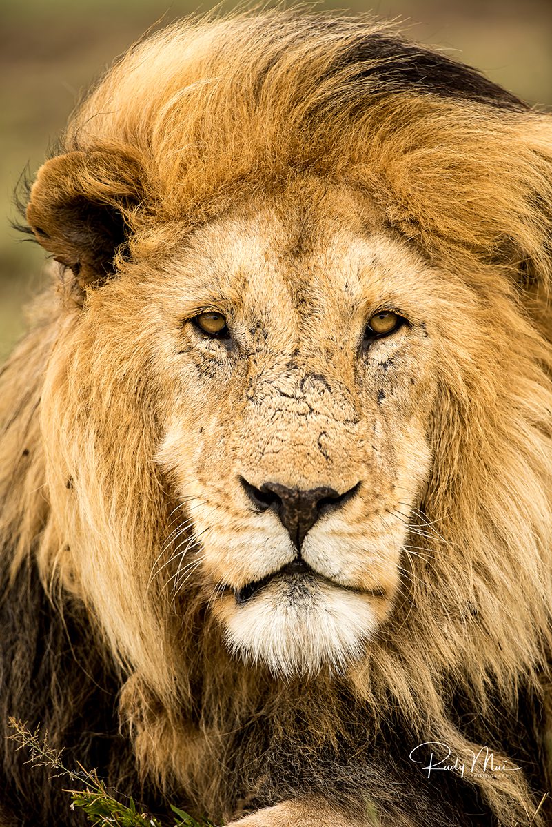 closeup of male lion in tanzania