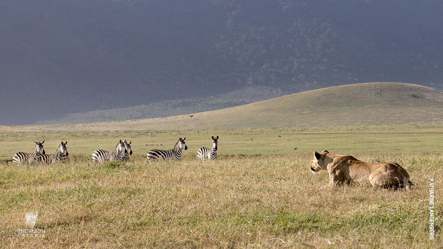 lion hunting zebra in ngorongoro crater