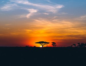 sunset with acacia in serengeti