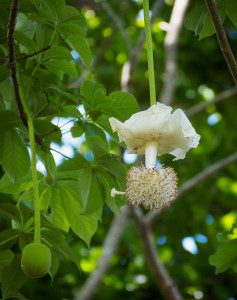 baobab tree flower