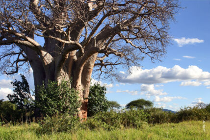 baobab tree in thomson tarangire nyuma camp