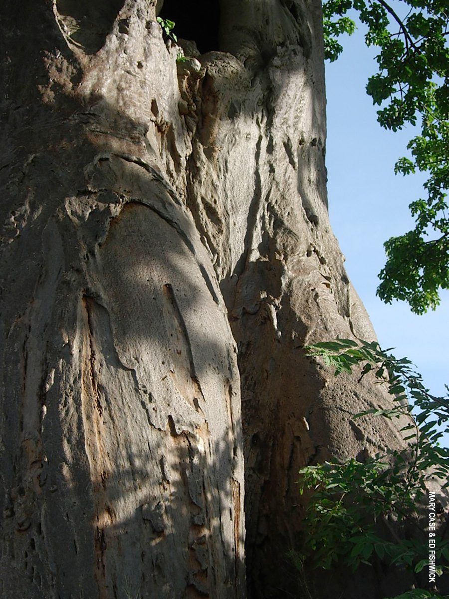 baobab tree trunk detail