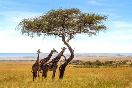 three giraffes feed on acacia tree in serengeti tanzania