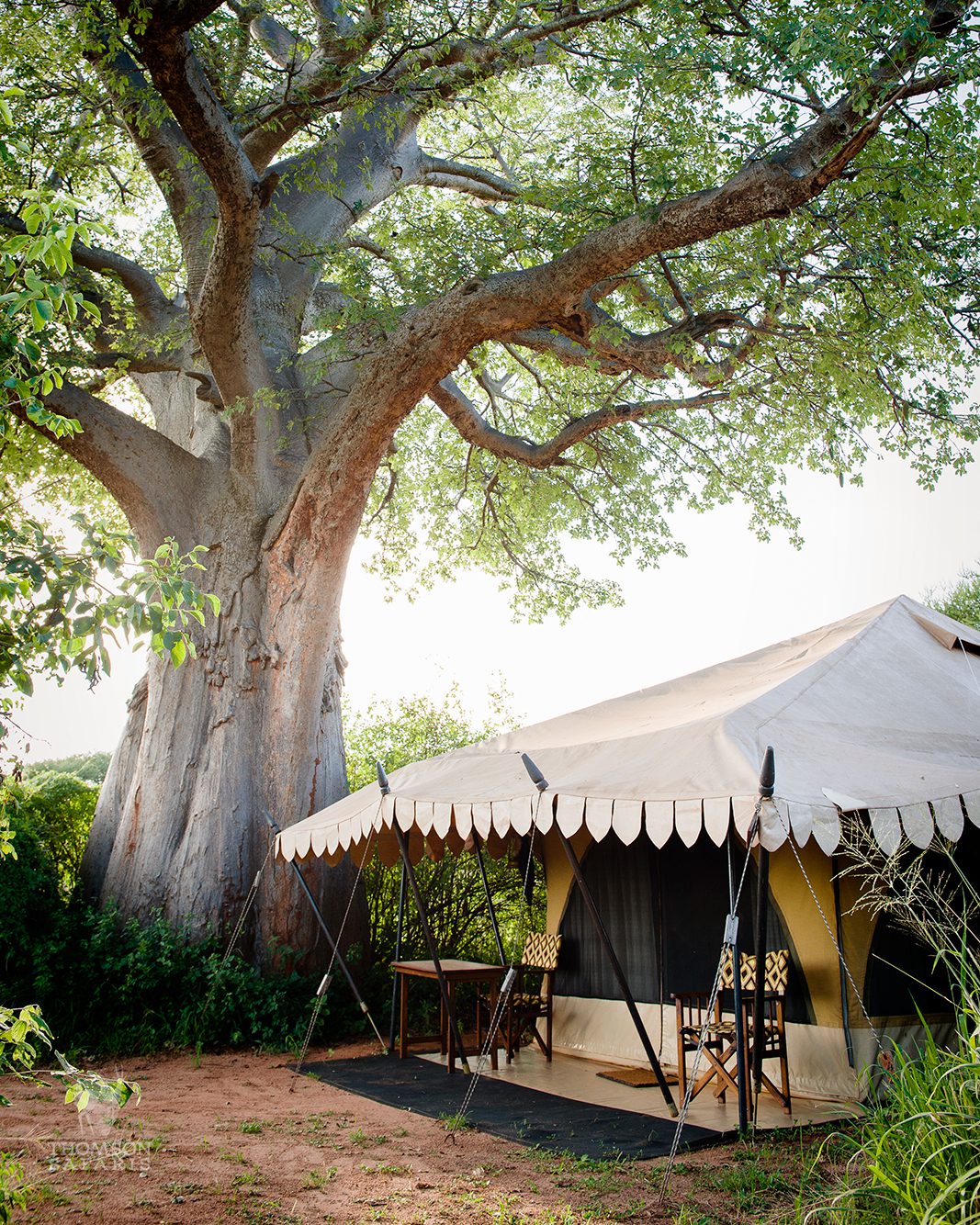 tarangire nyumba camp tent with baobab