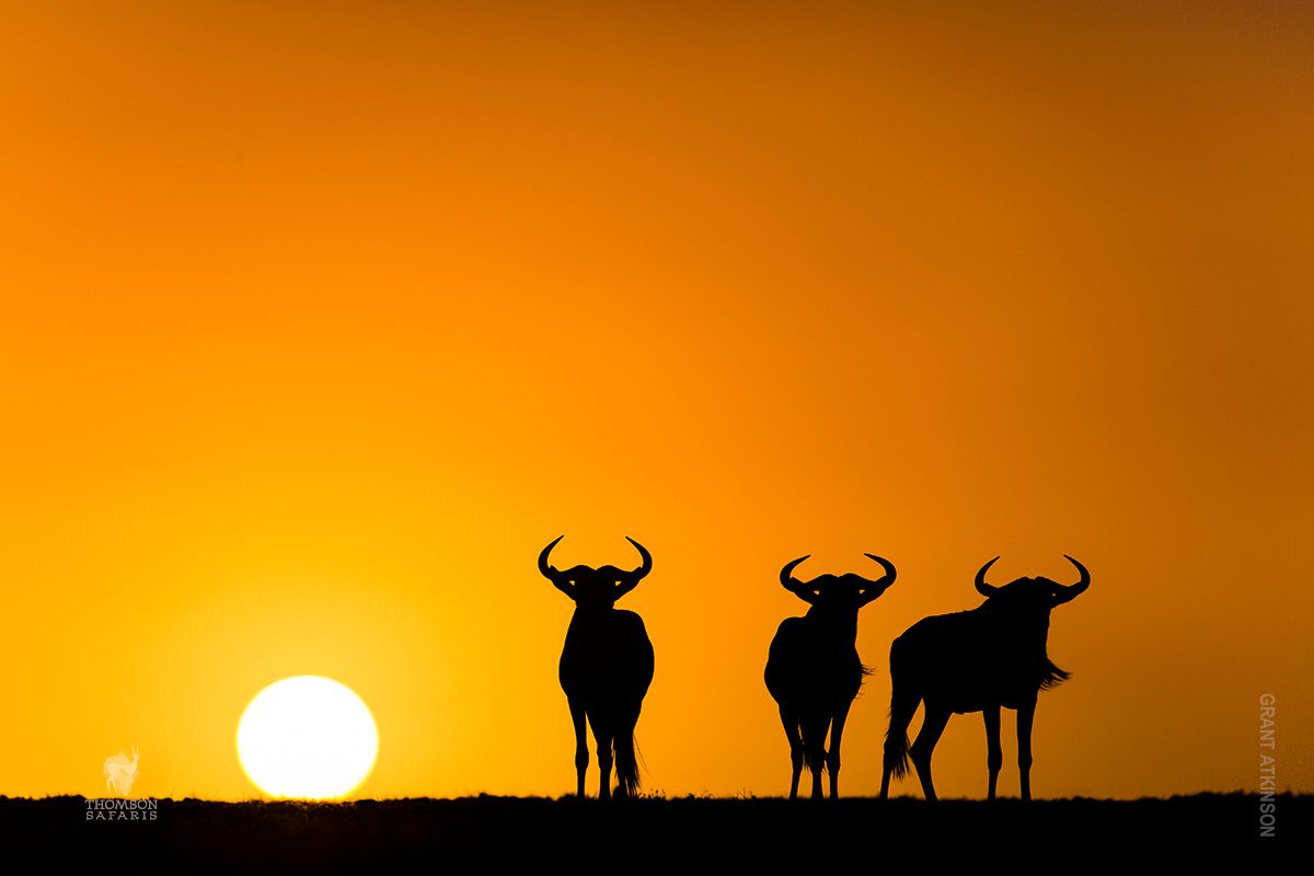 sunset scene with wildebeest
