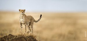 cheetah on plains