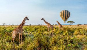 giraffes and hot air balloon over the serengeti