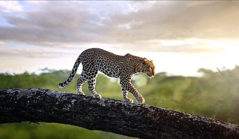 leopard at sunset in tanzania