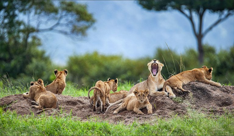 lion pride with cubs in Serengeti