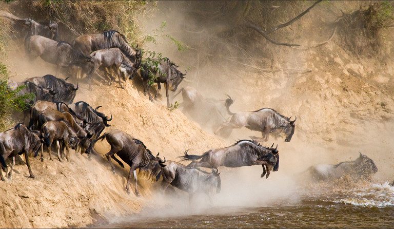 wildebeest jumping into river in tanzania