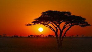 sunset with acacia tree in serengeti