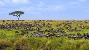 great migration of wildebeest and zebra in tanzania