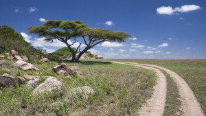 road around kopje in serengeti tanzania