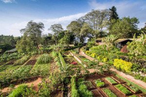 gibbs farm gardens