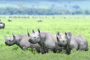 black rhinos in ngorongoro crater