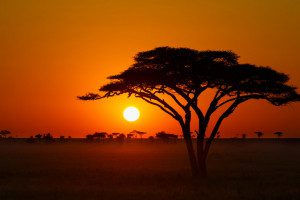 serengeti orange sunset
