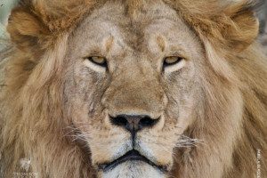 closeup on lion on safari in tanzania