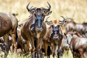 wildebeest herds in tanzania