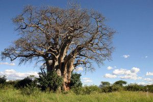 baobab tree in tarangire national park tanzania