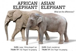 african and asian elephants