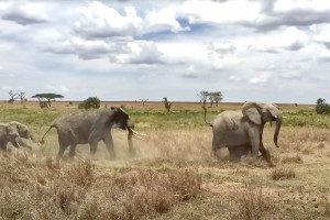 elephants charge lion pride