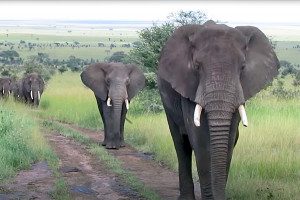 elephants in tarangire national park