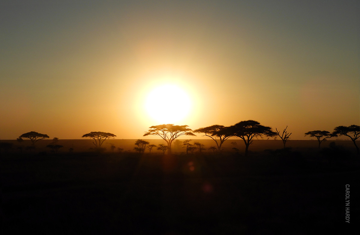 sunset and acacia trees in serengeti tanzania
