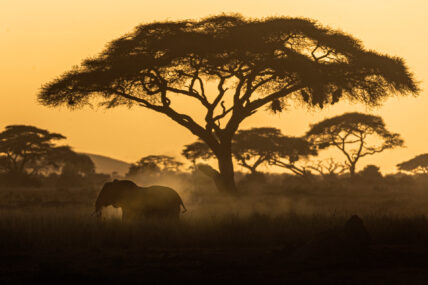 silhouette of elephant at sunset in serengeti