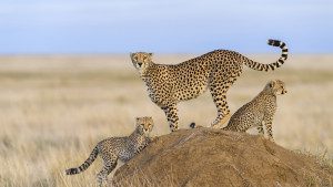 cheetah with cubs in serengeti