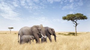 elephants and calves with acacia trees