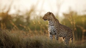 leopard in tall grasses of serengeti