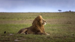 male lion on serengeti plains