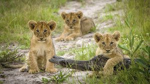 lion cubs in serengeti