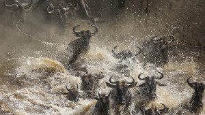 great migration river crossing