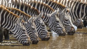 zebras at water hole in tanzania