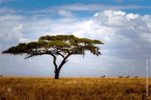 serengeti plains with acacia tree and zebras