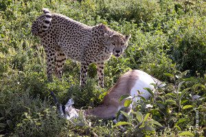 cheetah with kill