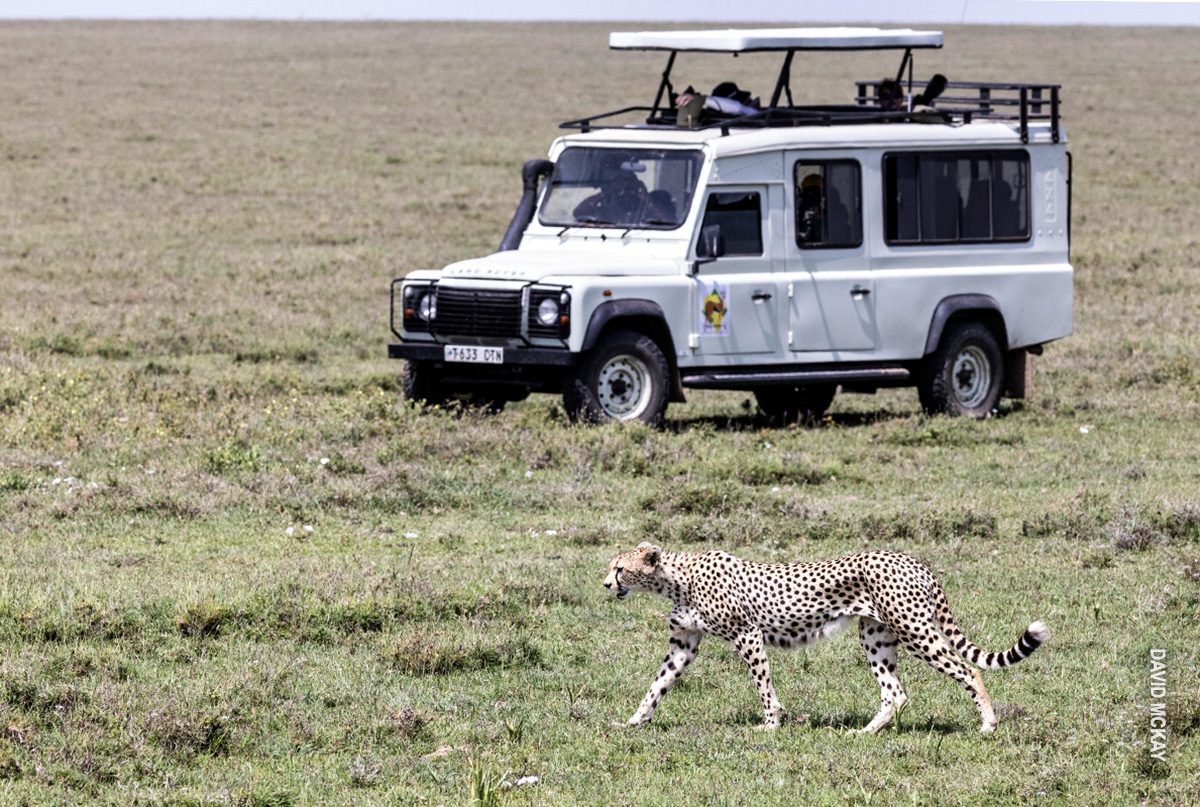 cheetah by thomson safaris land rover