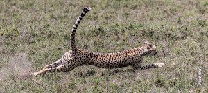 cheetah running after prey in serengeti tanzania