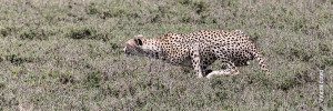 cheetah stalking prey