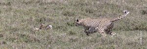 how to photograph a cheetah running