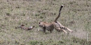 cheetah running to get hare