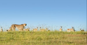 cheetah on plains with thompson gazelles