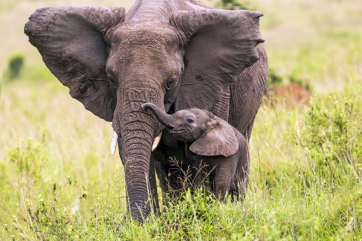 elephant with calf