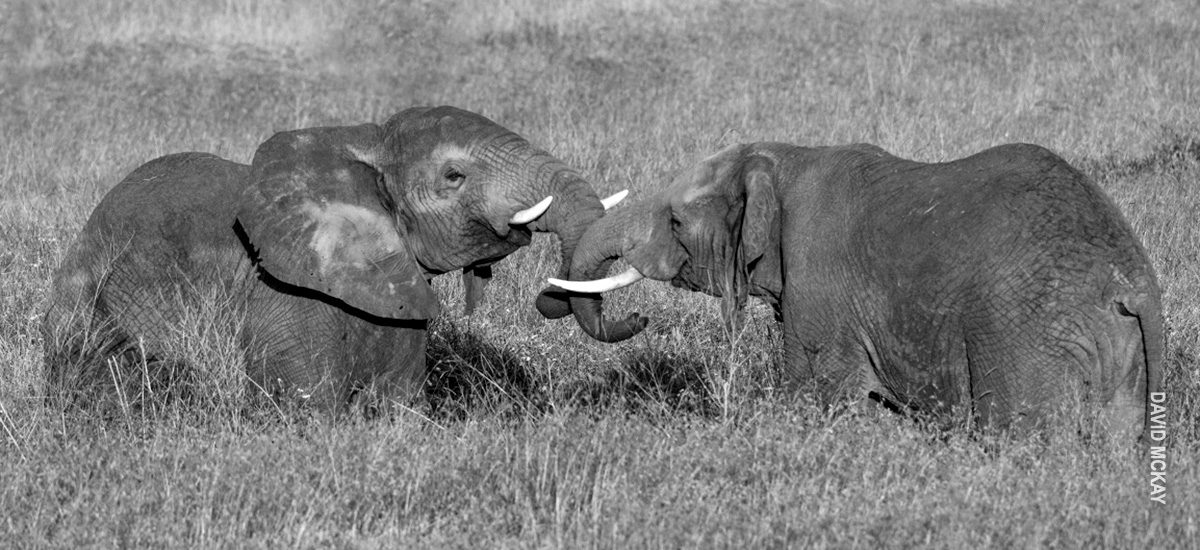 two elephants wrestle in serengeti