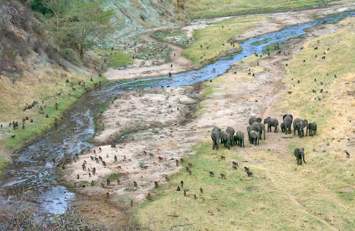 aerial photo of african elephants and baboons at river