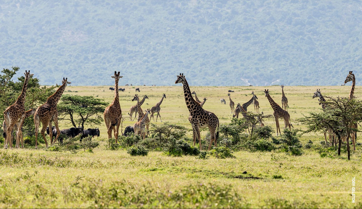 giraffes at nature refuge