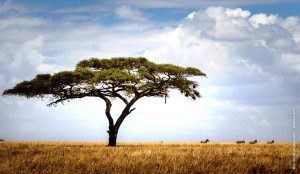 serengeti scene zebras walk by acacia tree