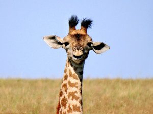 giraffe calf head saying hi